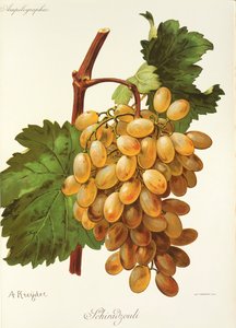 Uva Schiradzouli por A. Kreyder de Alexis Kreyder
