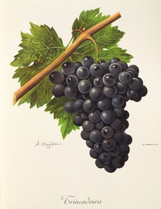 Trincadeira grape by A. Kreyder de Alexis Kreyder