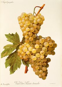 Uva Van der Laan Traube de A. Kreyder de Alexis Kreyder