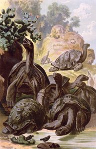 Tartarugas gigantes das Ilhas Galápagos, de um livro de história natural, 1887