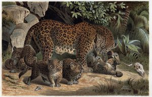 Panthera, de "Brehm