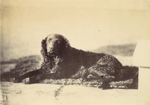 Pedro, 1860.