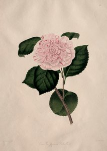 Ilustrações e descrições... da ordem natural Camellieae: Nº 41 de Alfred Chandler