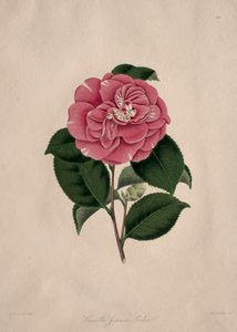 Ilustrações e descrições da ordem natural das Camellieae: n.º 44 de Alfred Chandler
