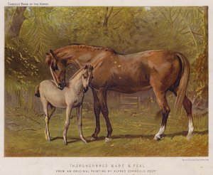 Égua e potro puro-sangue (cor litho) de Alfred Chantrey Corbould
