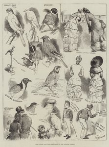 O Show Canário e Gaiola-Pássaro no Palácio de Cristal