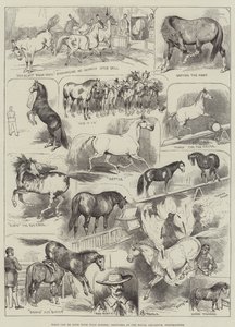 O que pode ser feito com Cavalos Selvagens, Sketches no Royal Aquarium, Westminster