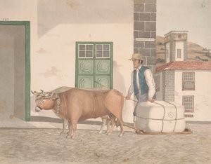 Penhora de bois para o transporte de mercadorias