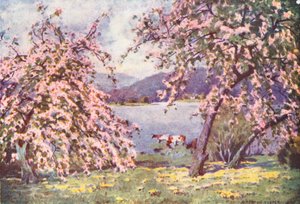 Região dos lagos: Esthwaite Water, Apple Blossom (litografia a cores) de Alfred Heaton Cooper