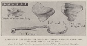 Uma ameaça para o cabo todo britânico, o Teredo, um molusco que come em linhas telegráficas submarinas de Alfred Hugh Fisher