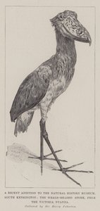 Uma adição recente ao Museu de História Natural, South Kensington, a cegonha com cabeça de baleia, da Victoria Nyanza de Alfred Hugh Fisher