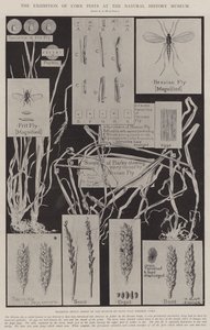 A Exposição de Pragas do Milho no Museu de História Natural de Alfred Hugh Fisher