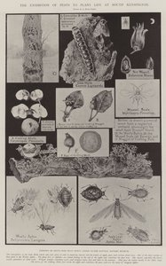 A exposição de pragas para plantar vida em South Kensington de Alfred Hugh Fisher