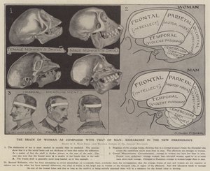 O cérebro da mulher em comparação com o do homem: pesquisas na nova frenologia (litho) de Alfred Hugh Fisher