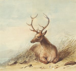 Elk, Rocky Mountains, c.1837 (lápis, caneta e tinta e aquarela sobre papel) de Alfred Jacob Miller