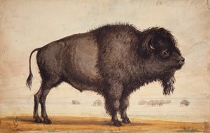Perfumar o Breeze, c.1837 (aguarela sobre papel) de Alfred Jacob Miller