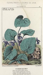 La Violette: Desenho animado sobre Edgar Quinet - doente de 03/09/1871 em "Flowers, Fruits and Vegetables du Jour" (Flores, Frutas e Legumes do Jour) de Alfred Le Petit