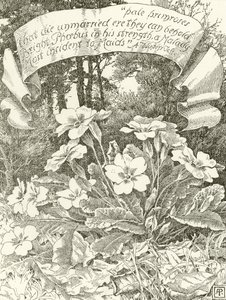 Primroses pálidos (gravura) de Alfred Parsons