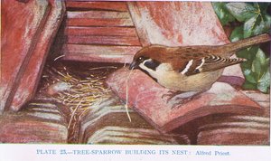 Árvore-pardal construindo seu ninho, ilustração de aves britânicas por Kirkman und Jourdain, 1966