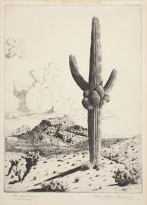 A Sentinela (Sahuaro) (gravura e aquatint) de Alfred Rudolph Waud