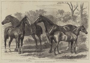 Prêmio Cavalos no Show no Salão Agrícola