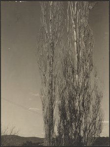 [Choupos moribundos, Lago George] de Alfred Stieglitz