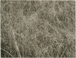 Grama de Alfred Stieglitz