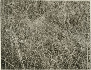 Grama, 1933. de Alfred Stieglitz