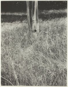 Grama e mastro de Alfred Stieglitz