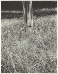 Grama e mastro, 1933. de Alfred Stieglitz
