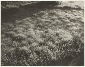 Grama e Geada de Alfred Stieglitz