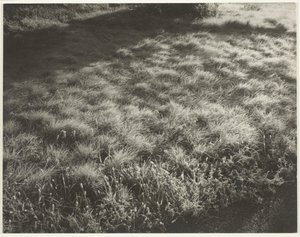 Grama e Geada, 1934. de Alfred Stieglitz