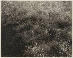 Gramíneas de Alfred Stieglitz