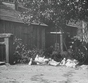 Gutach, 1894. de Alfred Stieglitz