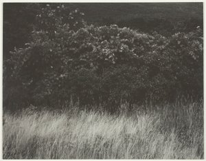 Hedge e gramíneas - Lago George de Alfred Stieglitz
