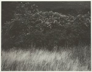 Hedge e gramíneas - Lago George, 1933. de Alfred Stieglitz