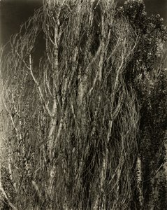 Choupos — Lago George de Alfred Stieglitz