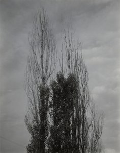 Álamos — Lago George de Alfred Stieglitz