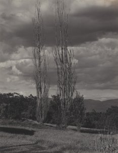Álamos — Lago George de Alfred Stieglitz