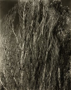 Choupos — Lago George de Alfred Stieglitz