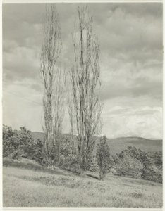 Choupos — Lago George de Alfred Stieglitz