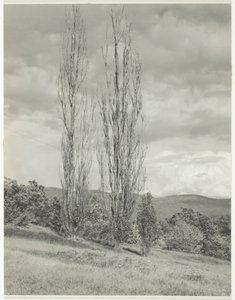Choupos — Lago George, 1935. de Alfred Stieglitz