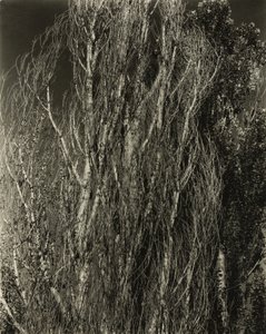 Choupos - Lago George de Alfred Stieglitz