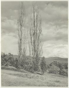 Álamo de Álamo Lago George de Alfred Stieglitz
