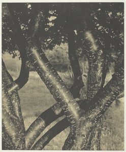 As árvores que dançam de Alfred Stieglitz