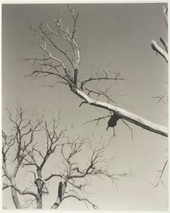 O castanheiro moribundo - o meu professor de Alfred Stieglitz
