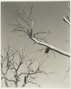 O castanheiro moribundo - o meu professor de Alfred Stieglitz