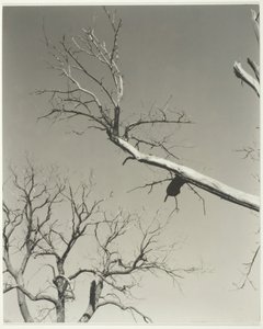 O Castanheiro Moribundo — Meu Professor, 1927. de Alfred Stieglitz