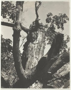 O Velho Maple - Lago George de Alfred Stieglitz