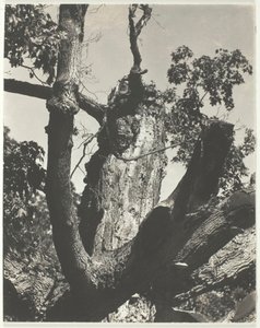 The Old Maple - Lago George, 1926. de Alfred Stieglitz